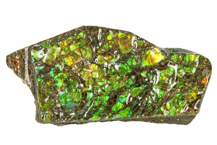 Iridescent Ammolite (Fossil Ammonite Shell) - Rainbow Colors #293354